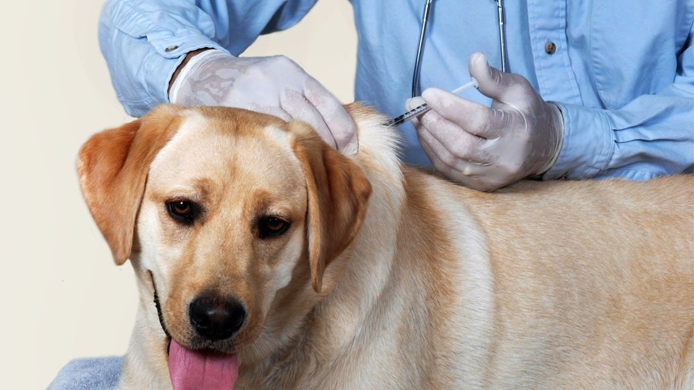 A vacina v10 para cachorro protege o cão de sete doenças, incluindo parvovirose canina e cinomose.