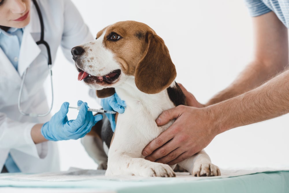 Vacinação e vermifugação em dia são essenciais antes de levar o pet em hotel para cachorro.