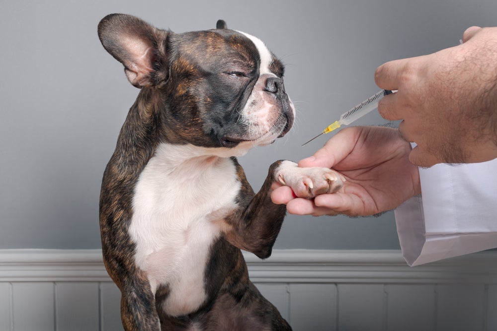 A vacina para cachorro da raiva é obrigatória em todo Brasil
