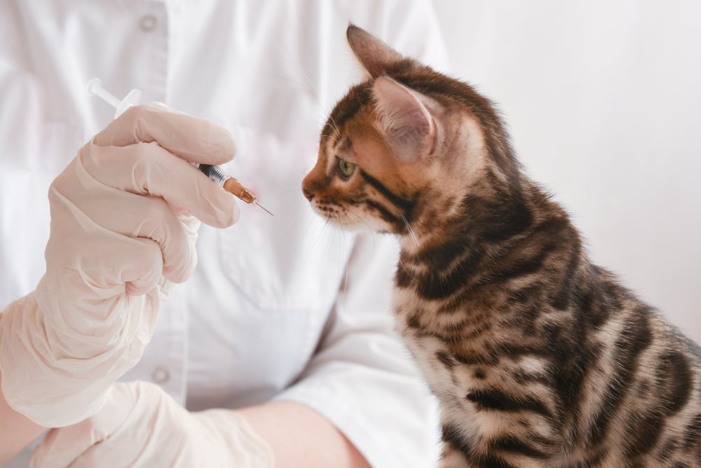 Vacina de gato: mantenha seu pet sempre imunizado no período certo para prevenir doenças