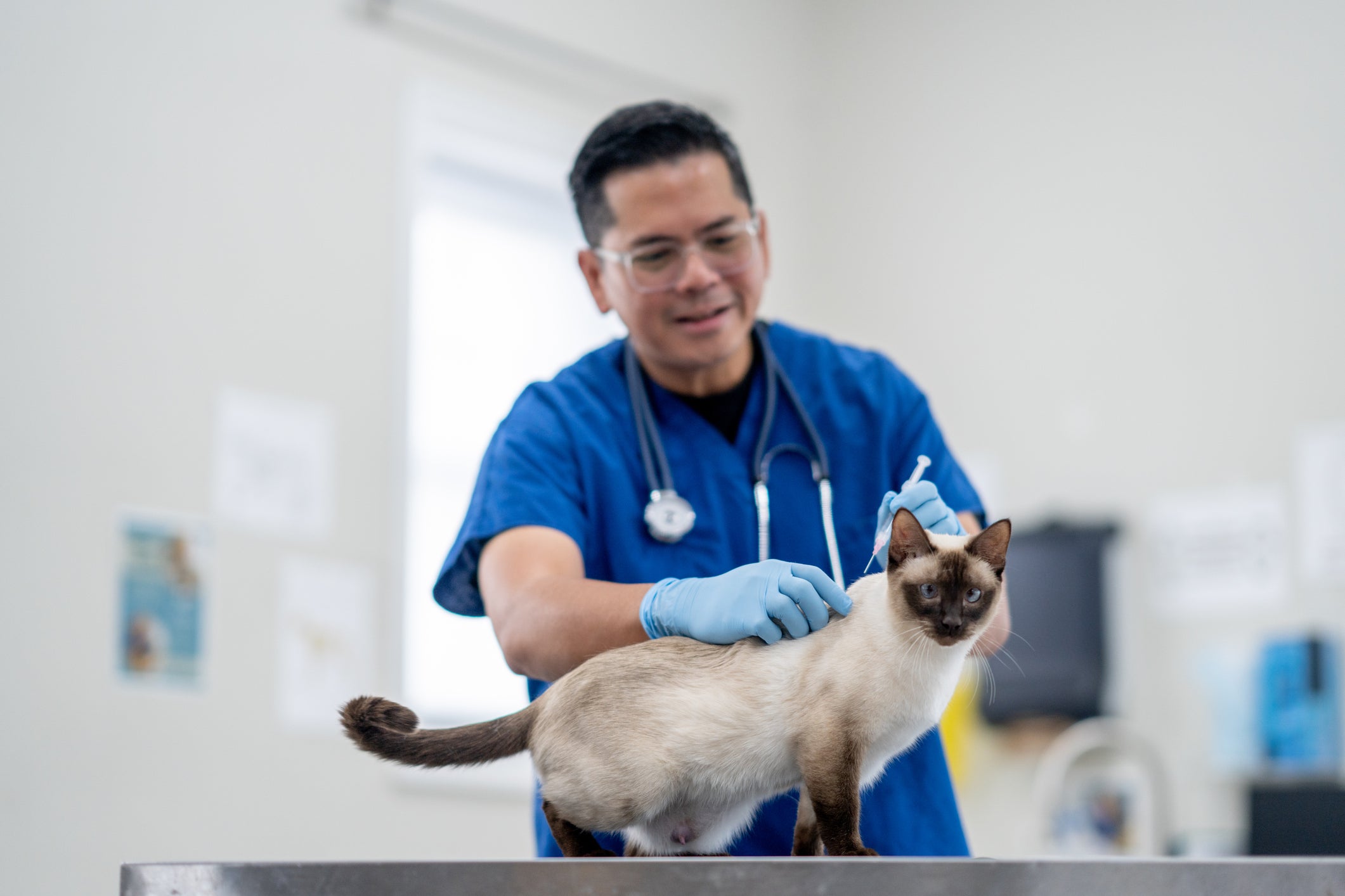 Gato gripado: uma das melhores formas de prevenir a doença é com a vacinação