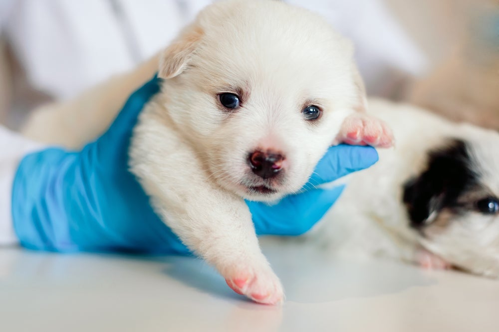 A primeira dose da vacina v10 deve ser dada a partir dos 45 dias de vida do cachorro