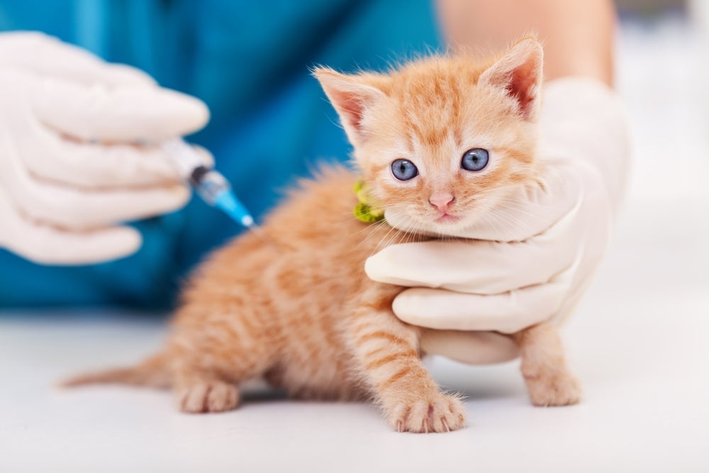 Com a vacina V4, gatos ficam protegidos contra várias doenças