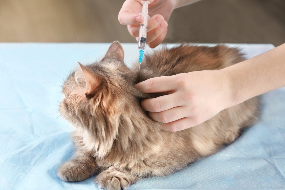 Vacina V5: gatos ficam protegidos da FeLV, uma das doenças mais graves