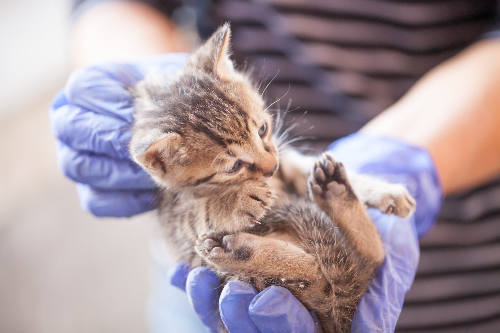 A vacina felina V5 deve ser aplicada de preferência no gato filhote 