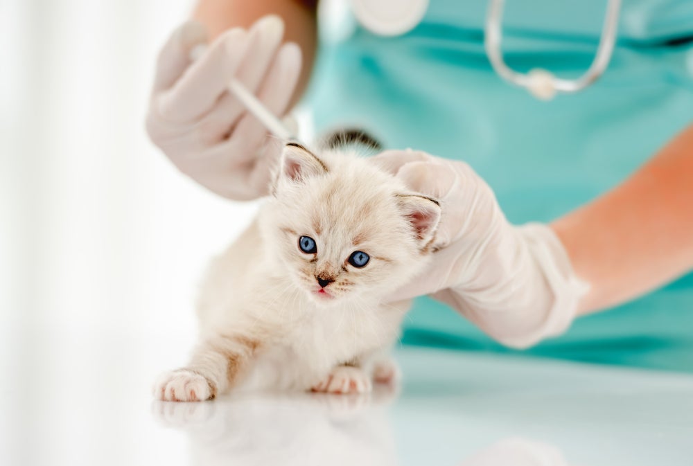 A vacinação para gatos filhotes deve ser feita logo no começo
