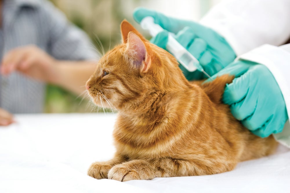 É fundamental seguir o calendário de vacina de gato corretamente para que seu pet esteja sempre saudável