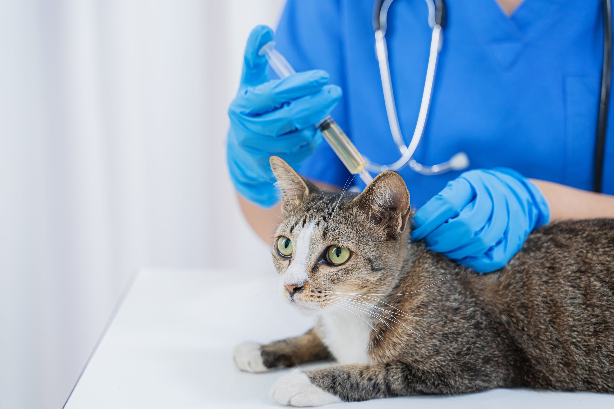 As vacinas para gatos protegem os bichanos de doenças que podem ser evitadas