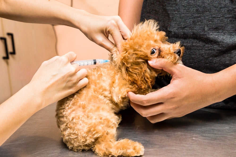 A vacina de cachorro deve estar sempre em dia