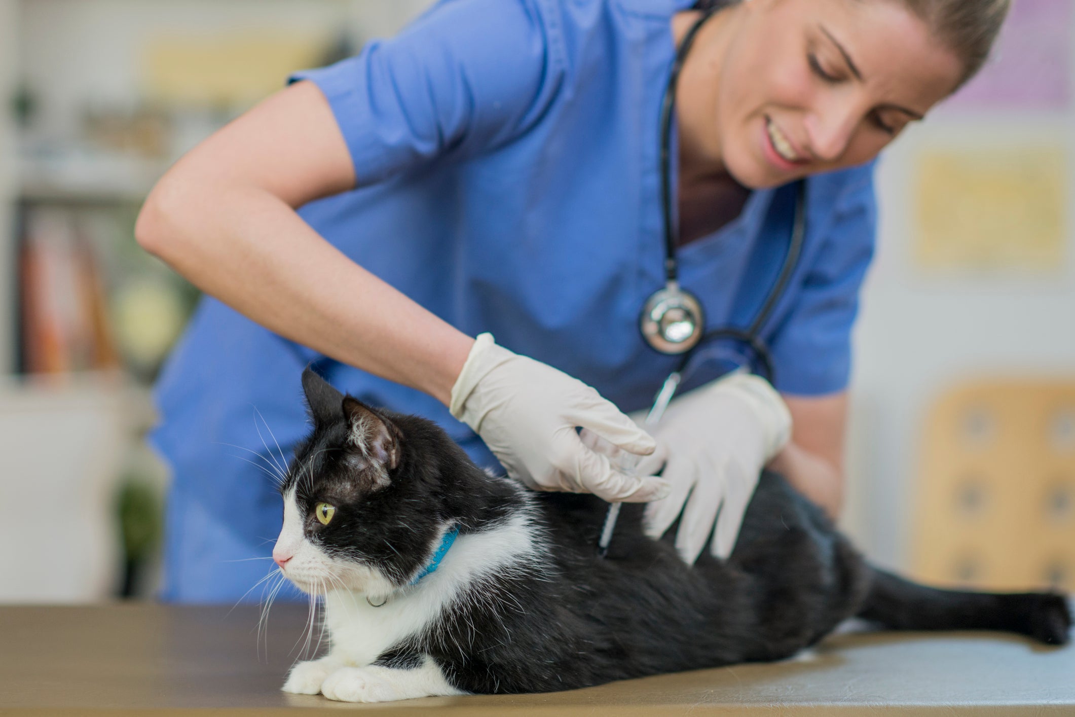 É muito importante manter a caderneta de vacinação do gato atualizada