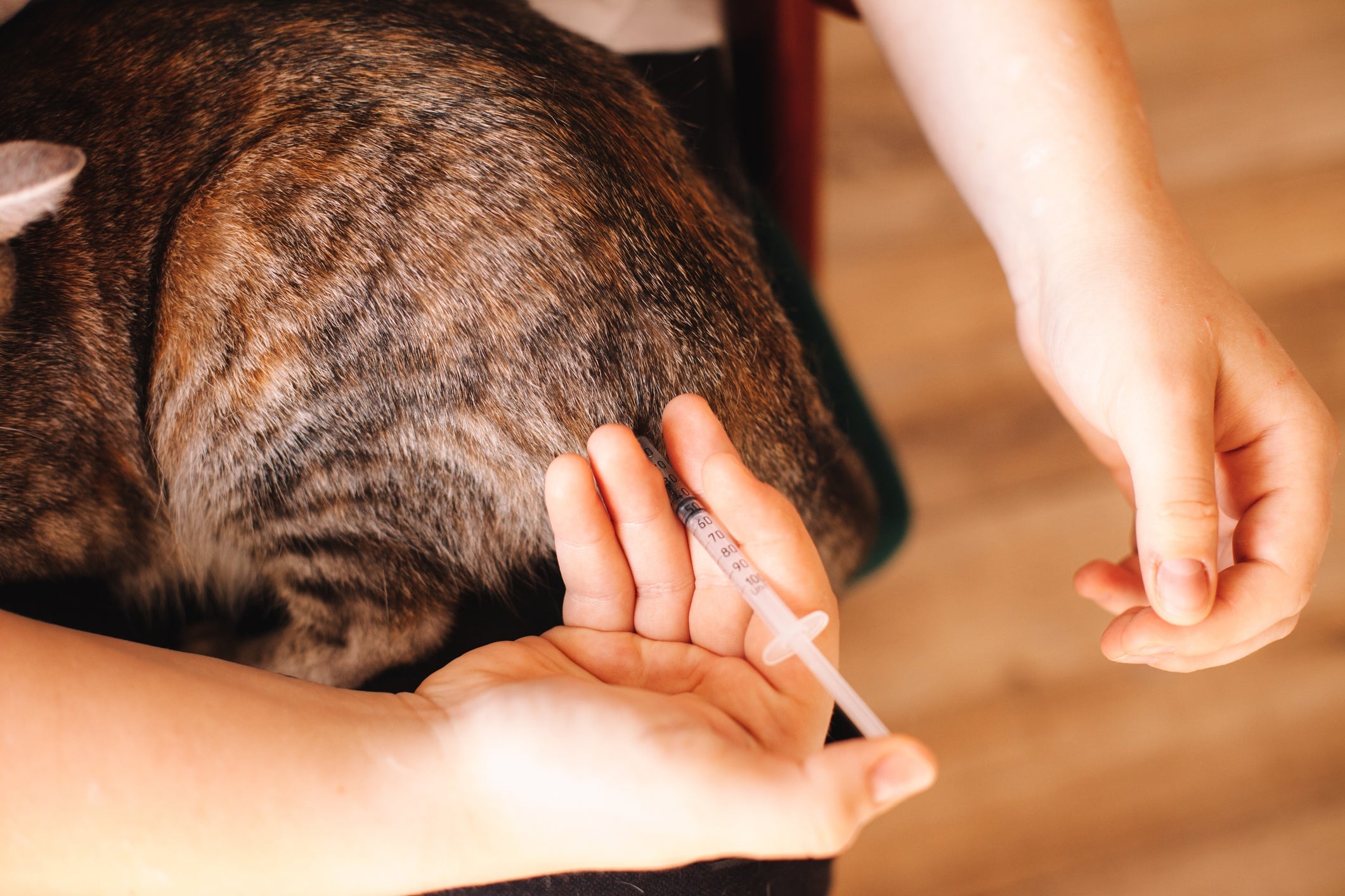 As vacinas para gatos protegem contra algumas zoonoses 