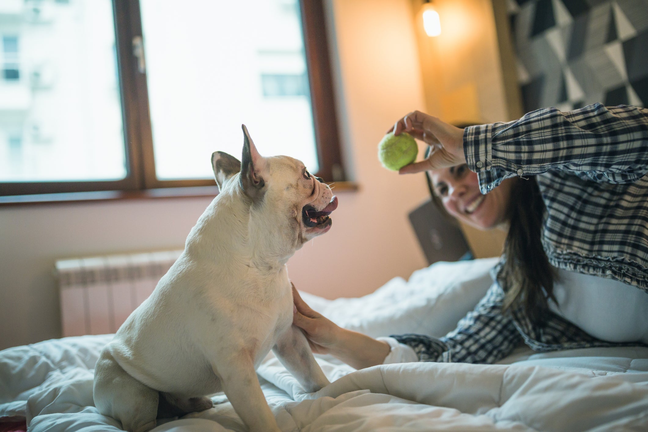 Para evitar um cachorro estressado ou ansioso, é importante manter a rotina do animal