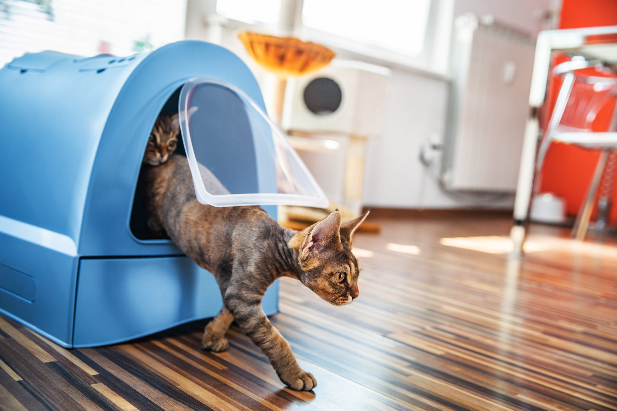 A caixa de areia fechada para gatos dá privacidade ao animal e ainda evita sujeira pela casa