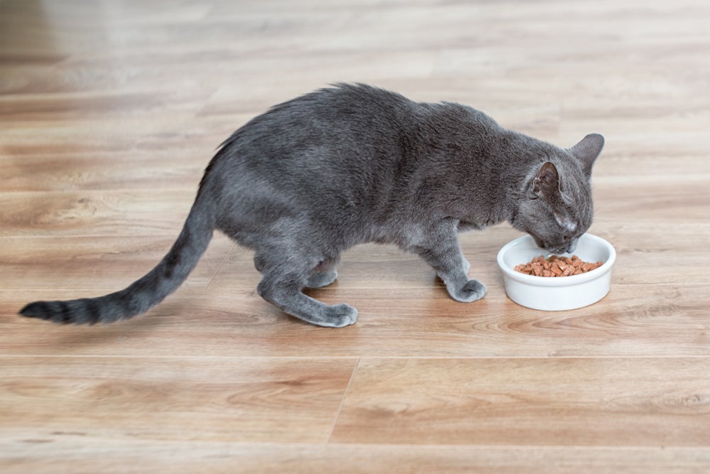 Além de estimular o apetite, o sachê para gato idoso aumenta a hidratação e é mais fácil de digerir