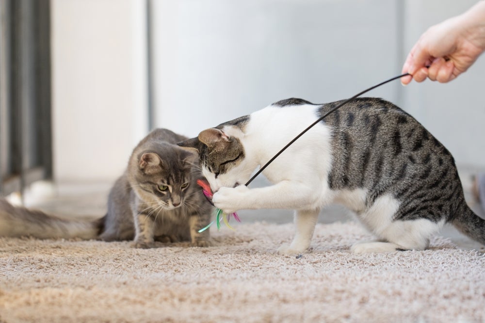 Varinha para gatos: brinquedo estimula o instinto de caça nos pets