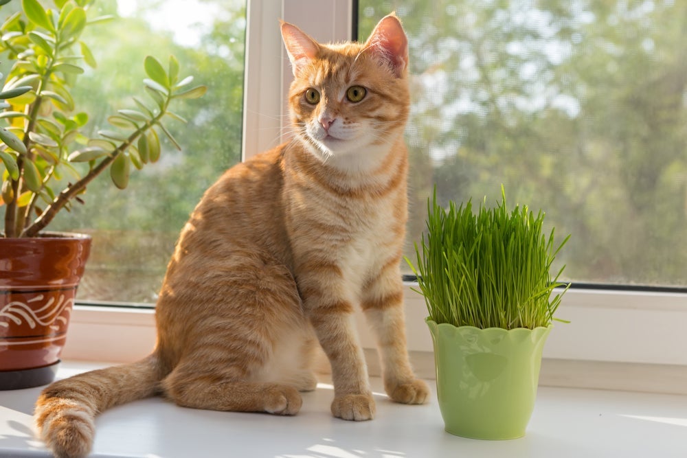 Clorofila para gatos é ótima para a saúde!