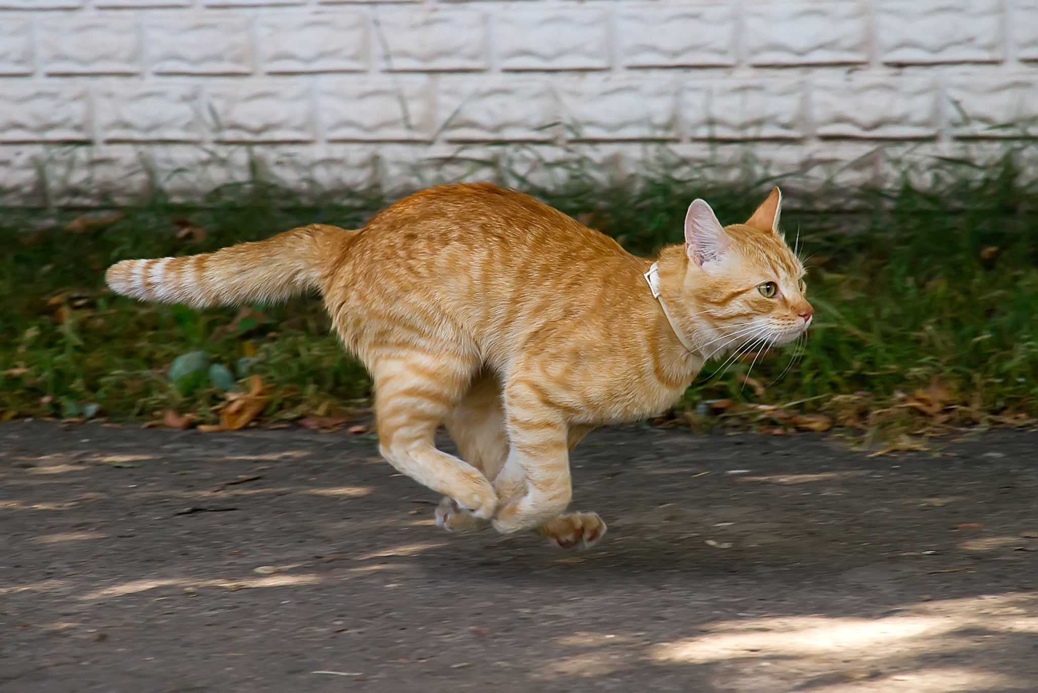 As patas traseiras e flexibilidade felina aumentam a velocidade de um gato