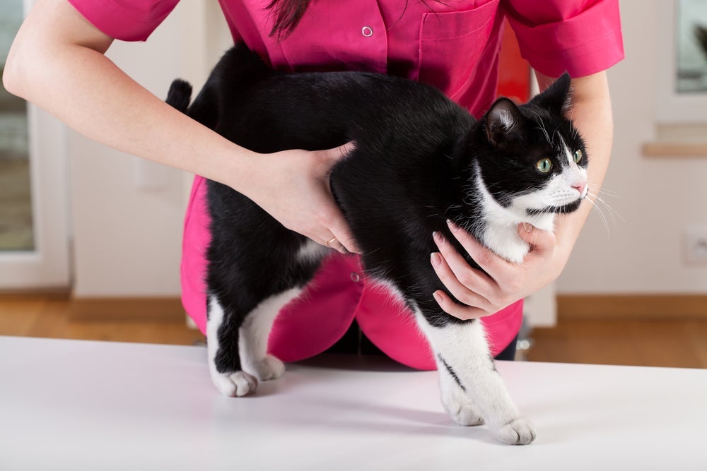 O remédio para verme de gato deve ser indicado por um profissional