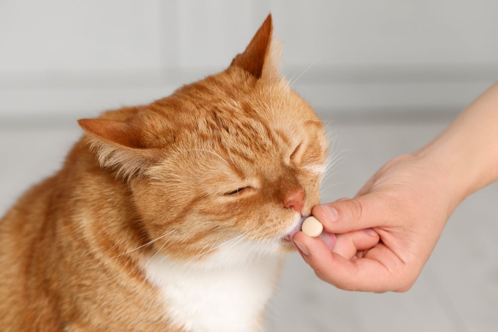 O remédio de verme para gato auxilia no tratamento