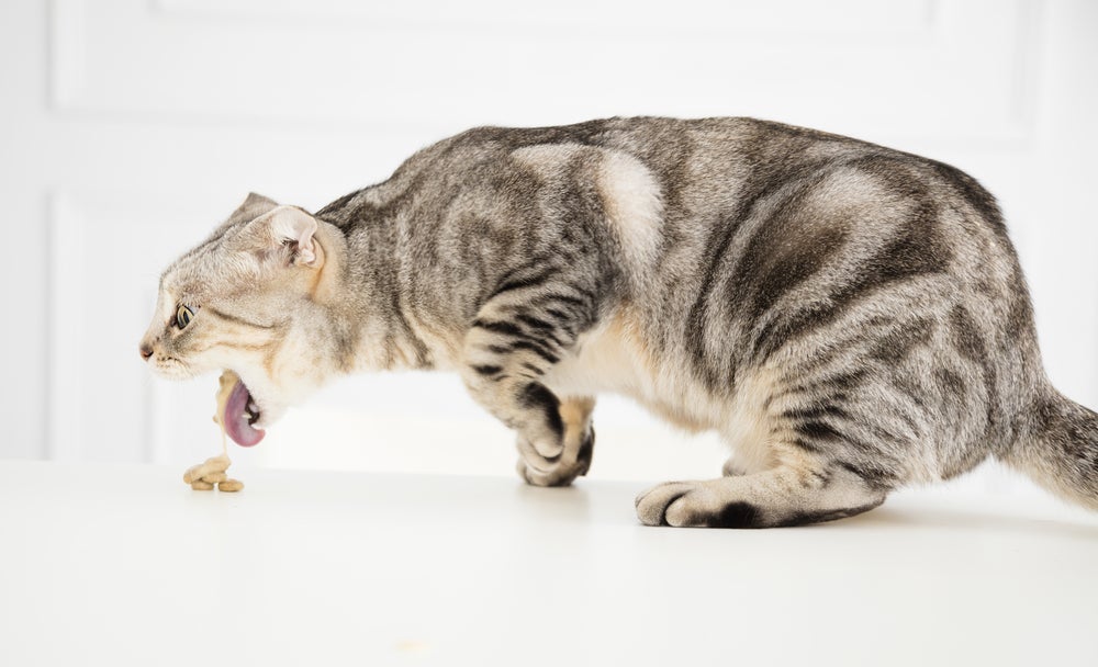 Vermes de gatos: imagens mostram animal vomitando a ração