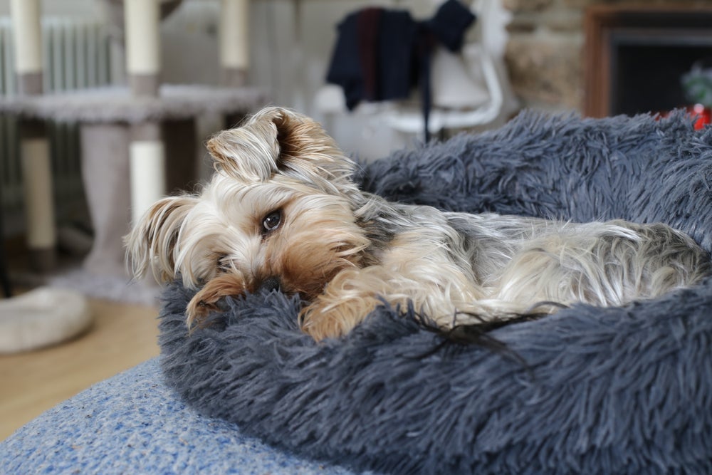 Os primeiros sintomas da dirofilariose em cachorros são a tosse e o cansaço, o que pode sugerir também um quadro de gripe canina.
