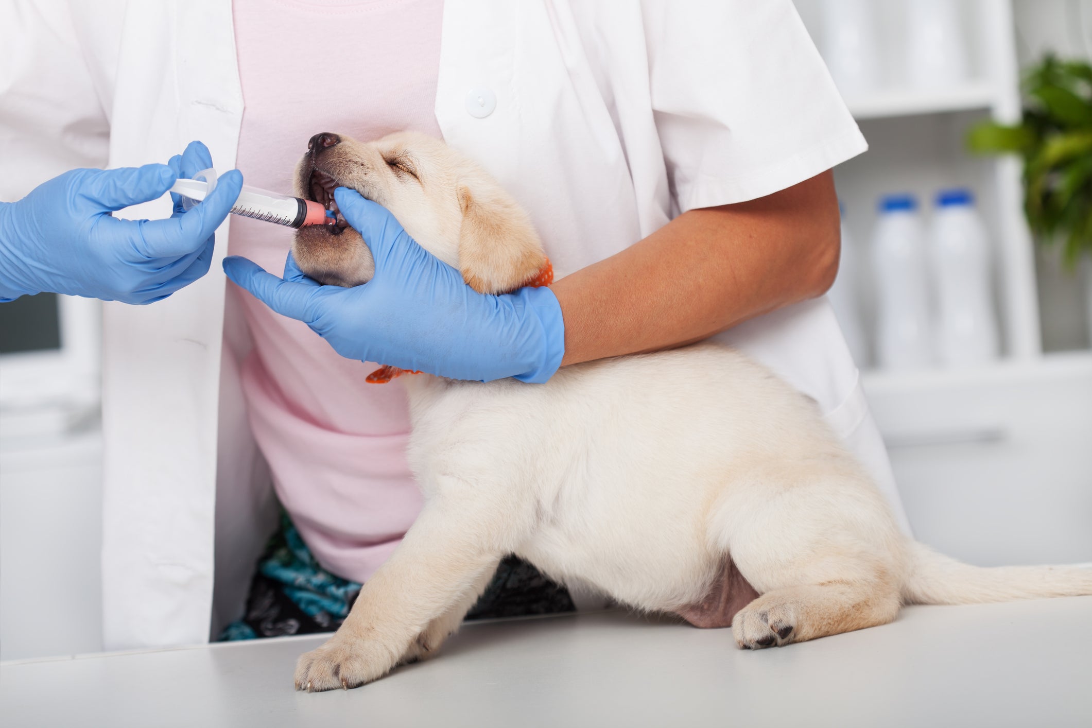 VermÃ­fugo para cães filhotes: a primeira dose pode ser dada já nos primeiros 15 dias de vida
