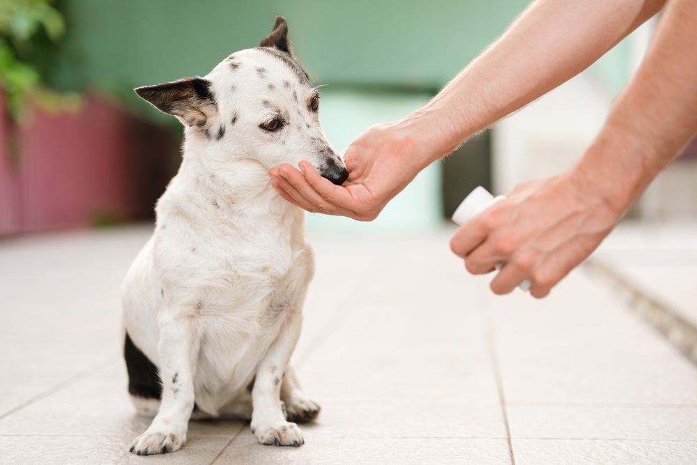 O vermífugo para cachorro é fundamental para evitar vermes e manter a saúde canina em dia.  
