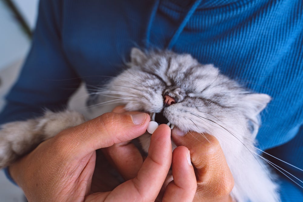 Como dar remédio de verme para gato: aplicador de comprimidos é um grande aliado
