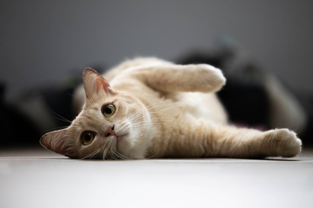 Gato com verme: sintomas como diarreia, vômito e perda de peso são comuns