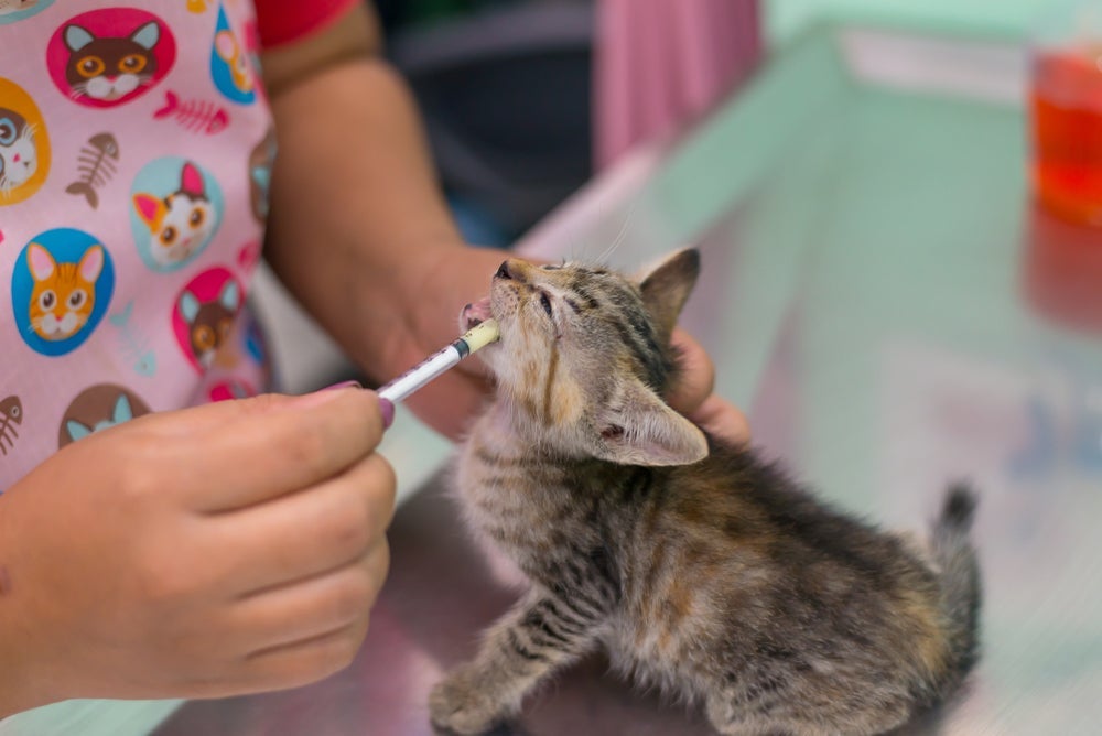 A vermifugação em gatos filhotes e adultos é fundamental para proteger a saúde do pet