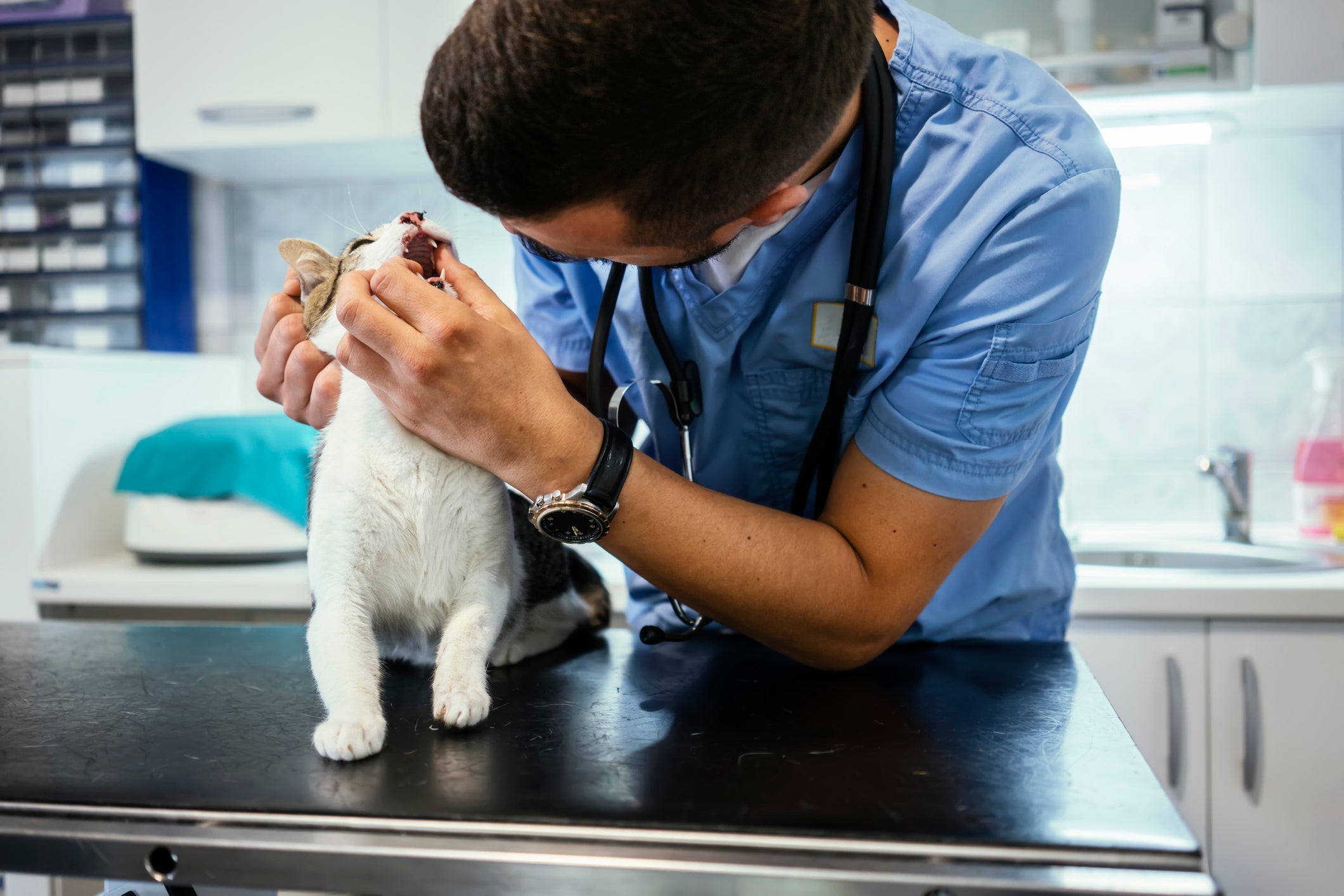 O vermí­fugo para gatos precisa ser administrado com frequência