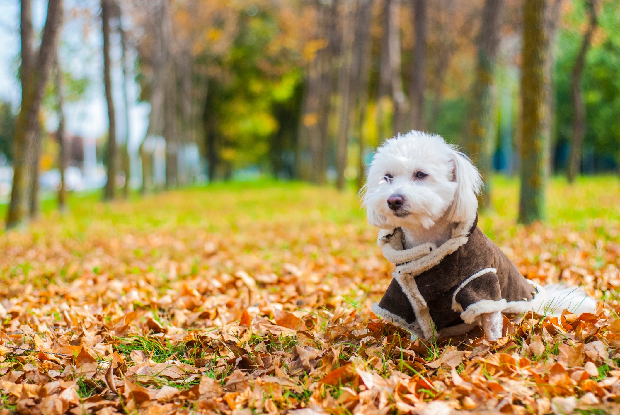 A roupa para cachorro precisa ser confortável