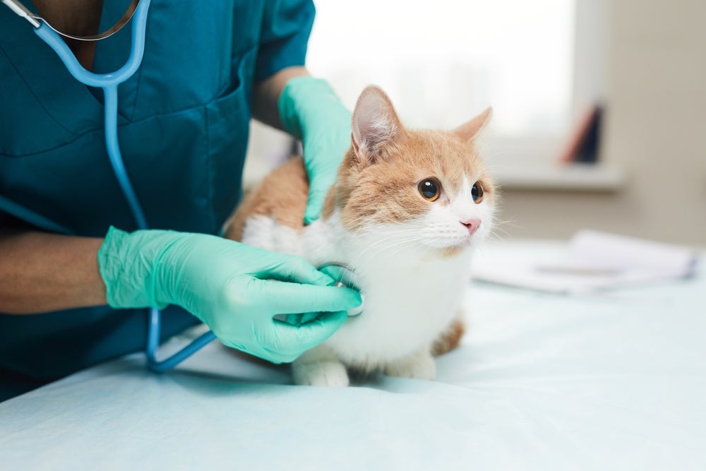 A especialidade de felinos é essencial para fazer o manejo correto da espécie