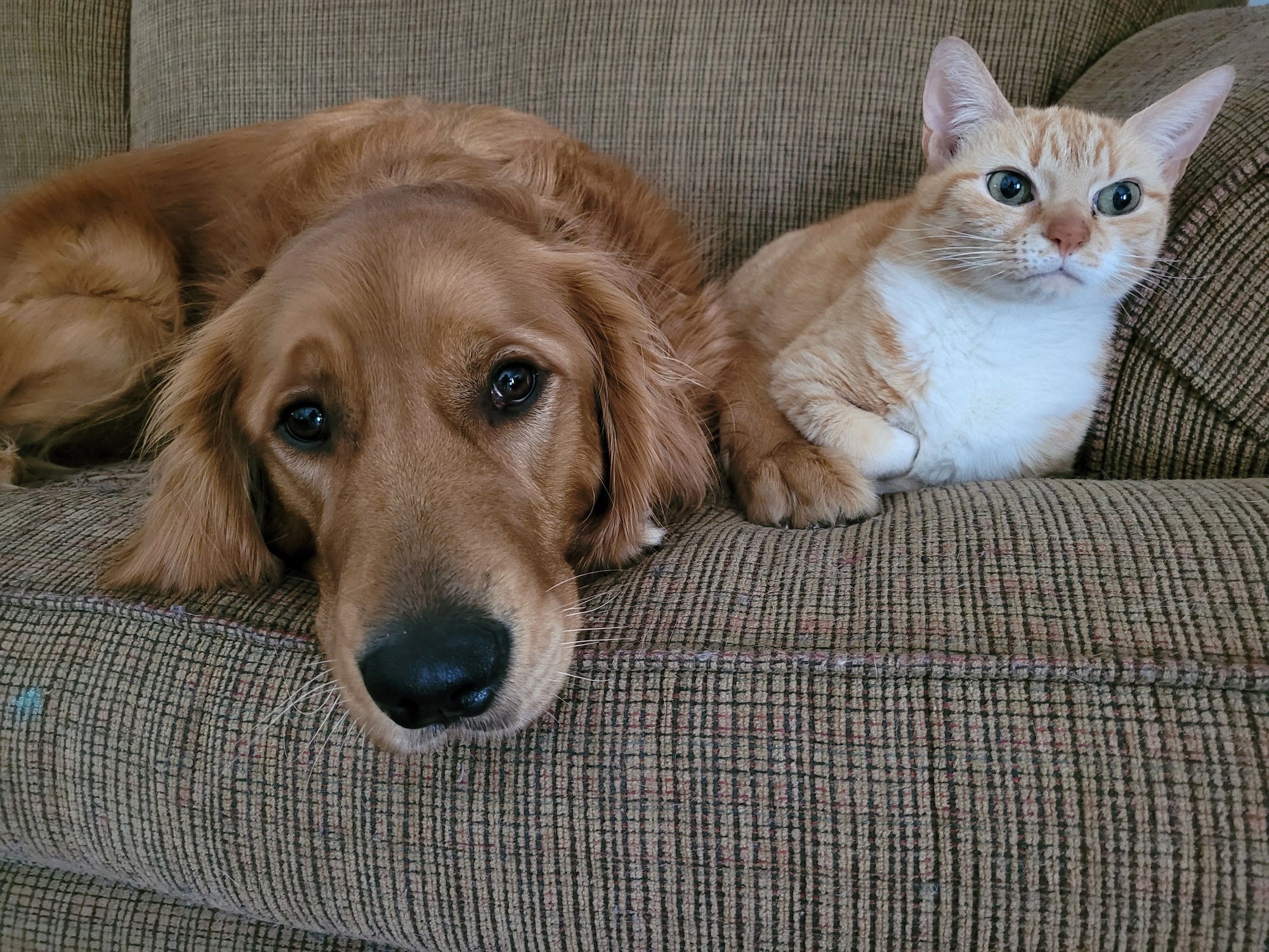 Cachorro comendo cocô de gato não é algo saudável e deve ser evitado