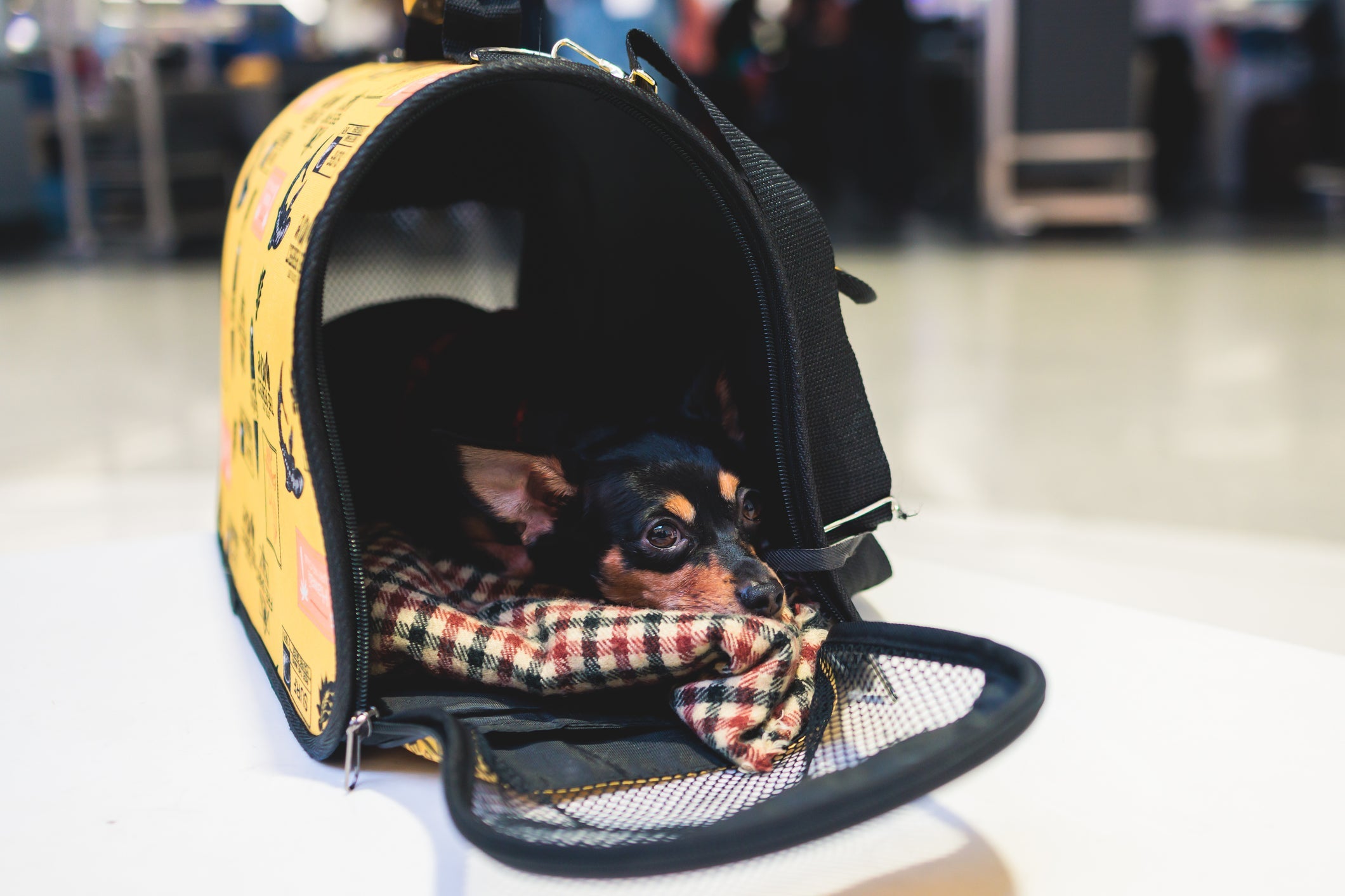 Alguns documentos são necessários para viajar com cachorro ou gato de avião