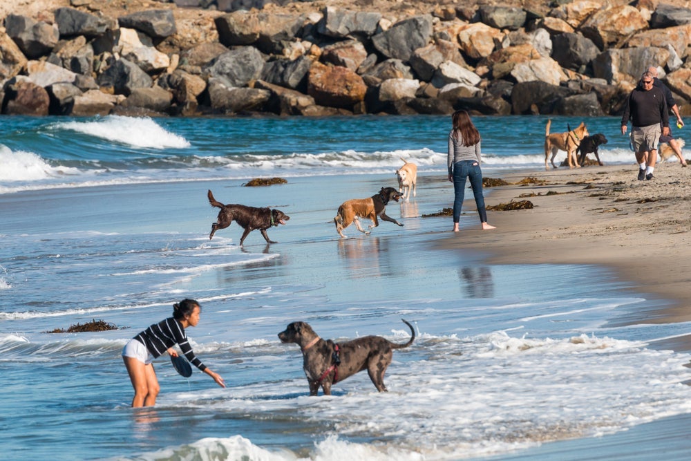 As praias pet friendly de San Diego são um ótimo destino de viagem