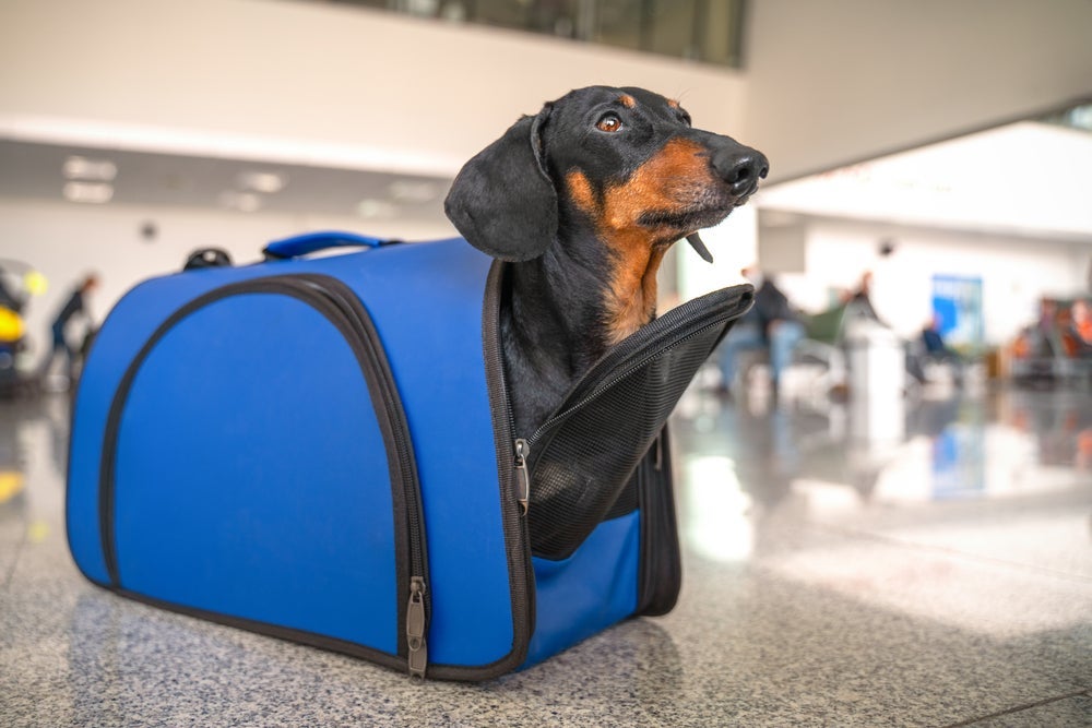 Viajar com pet requer alguns cuidados de segurança