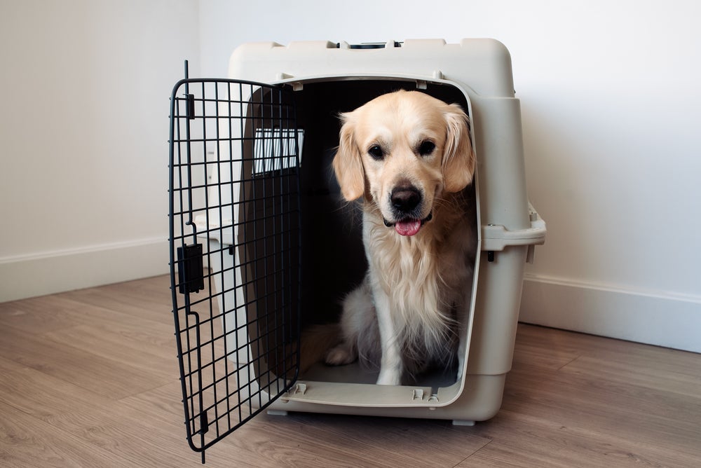A caixa de transporte para cachorro é um acessório fundamental, principalmente em viagens de avião e ônibus