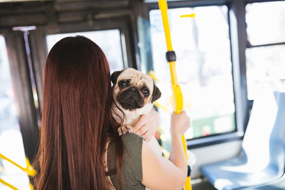 Como viajar com cachorro de ônibus: o atestado médico é um documento exigido pelas empresas