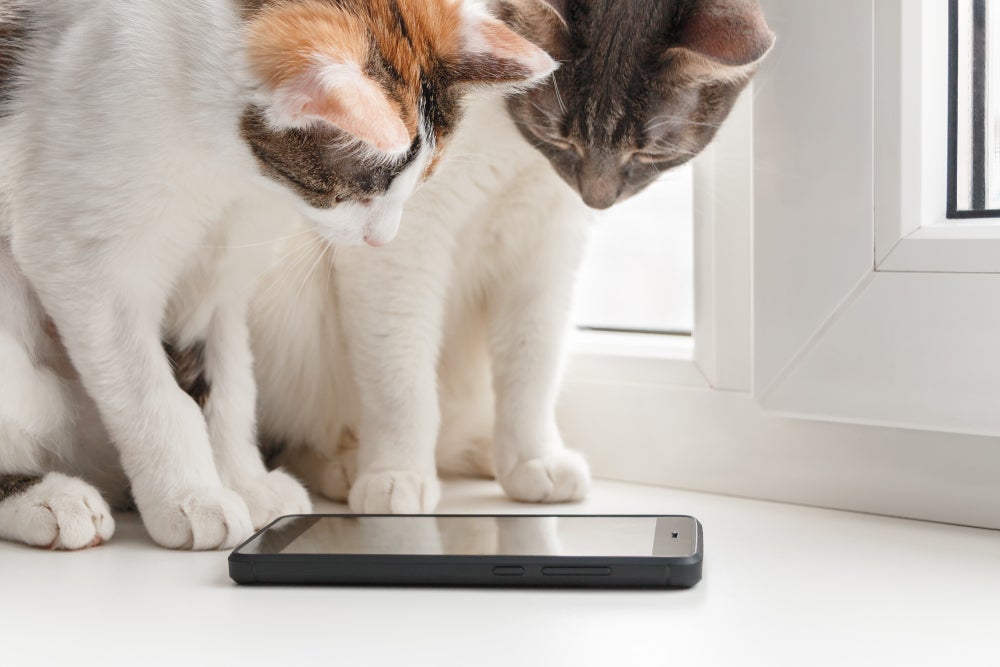 Jogos para gatos no celular podem ser bem interativos, mas precisam de cuidado