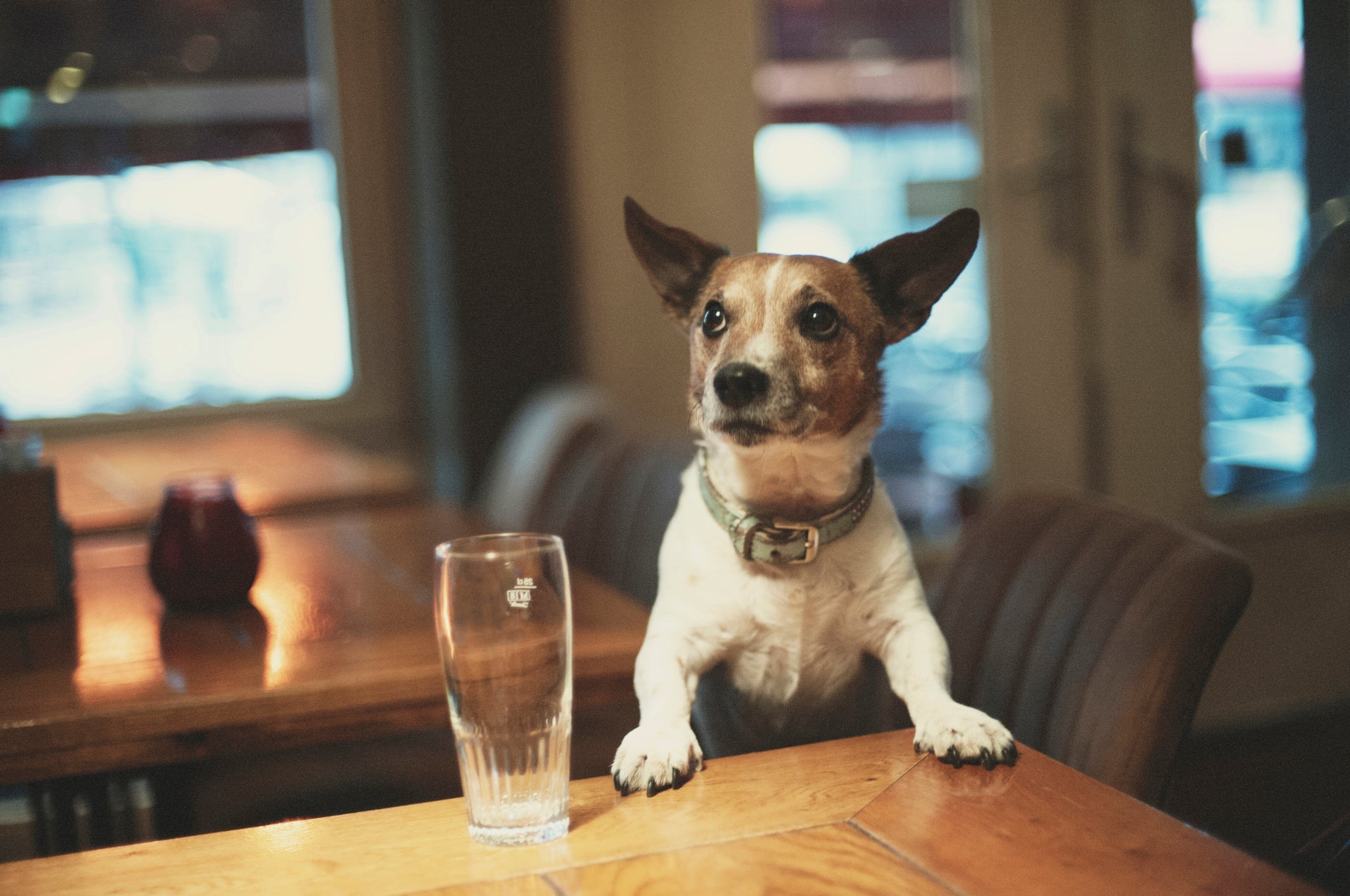 A cerveja e o vinho para cachorro não possuem álcool na composição