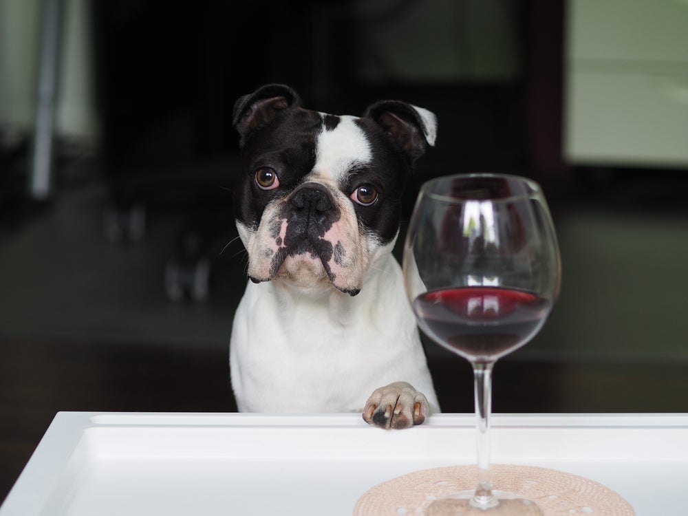 Vinho para cachorro é um dos produtos pet que imitam bebidas de humanos, mas sem riscos para o animal