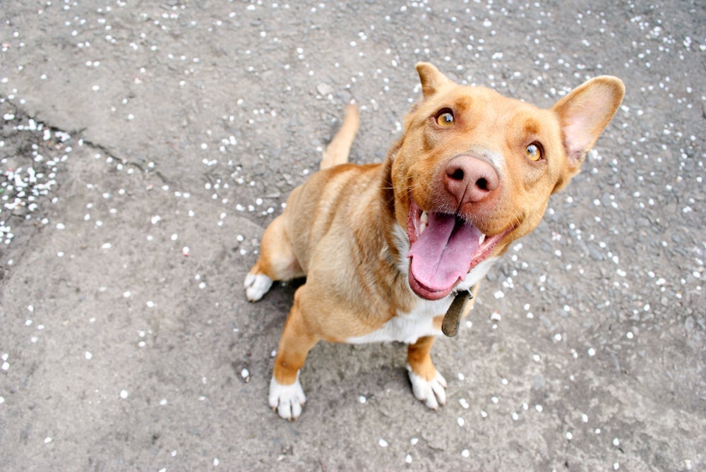 O cachorro vira-lata é um dos mais queridinhos no Brasil! Quem resiste?