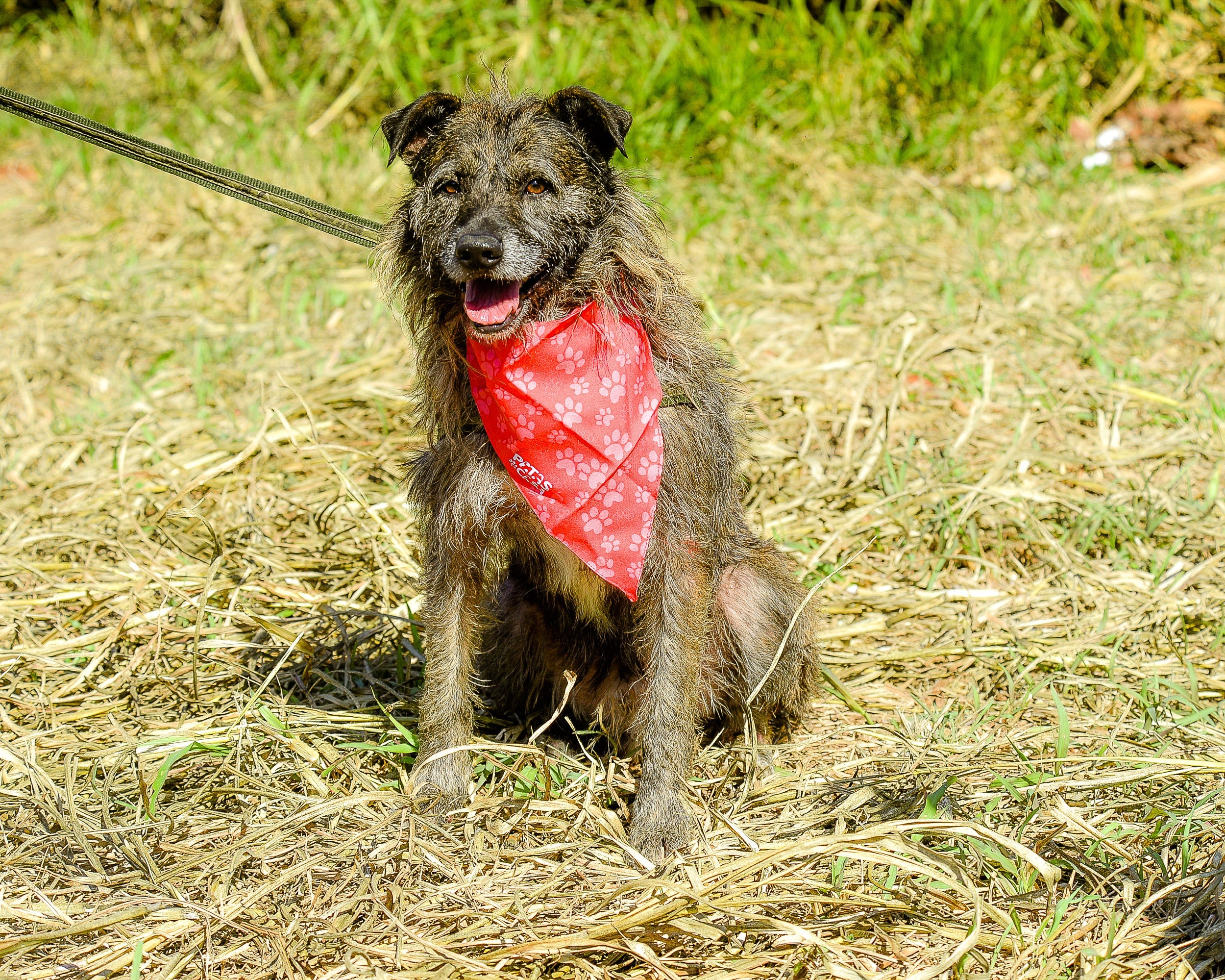 Existem milhares de cachorros disponíveis para adoção em ONG's 