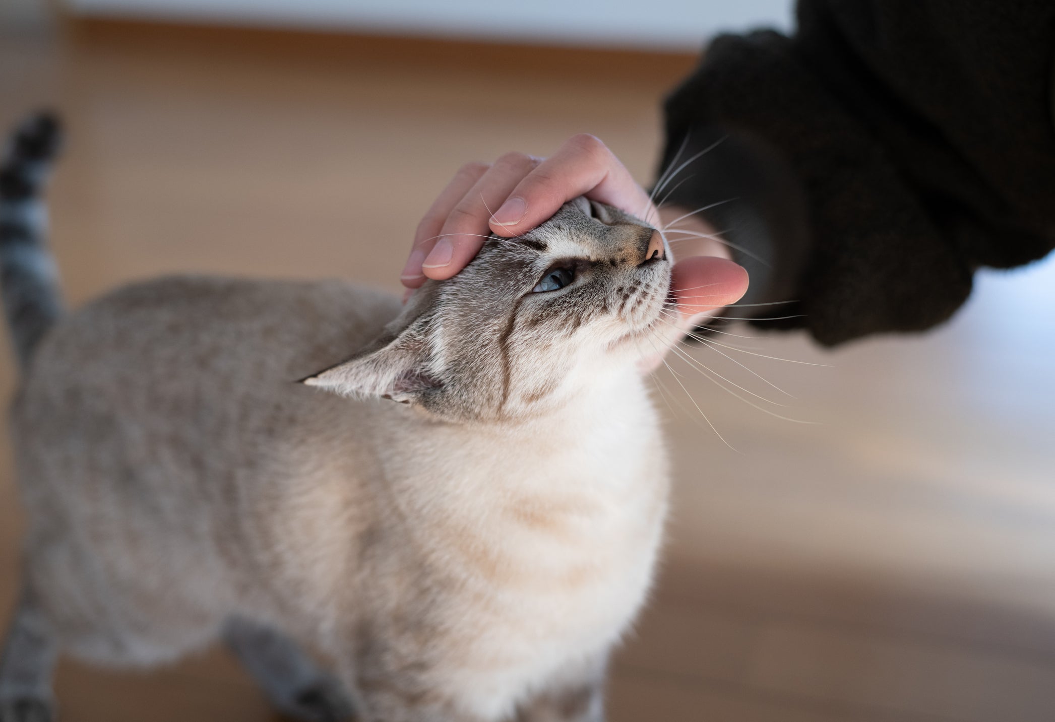 Gato com FIV pode viver por muitos anos dependendo da resposta do seu corpo ao tratamento