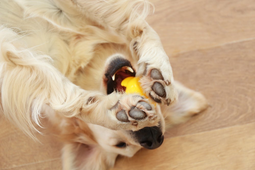 Como é a visão de um cachorro: amarelo é uma das cores que os cães podem ver