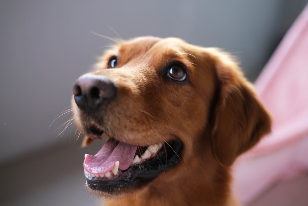 A visão de cachorro é capaz de enxergar no escuro e visualiza menos cores que os humanos