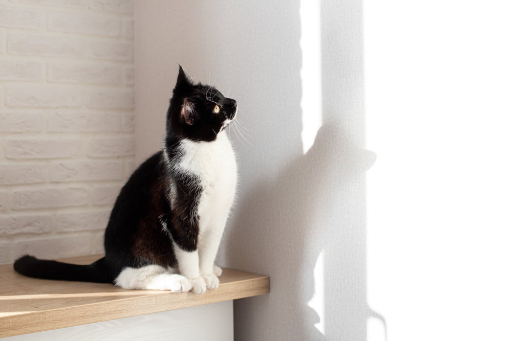 Como os gatos enxergam os raios ultravioletas, eles podem ficar olhando para 'o nada'
