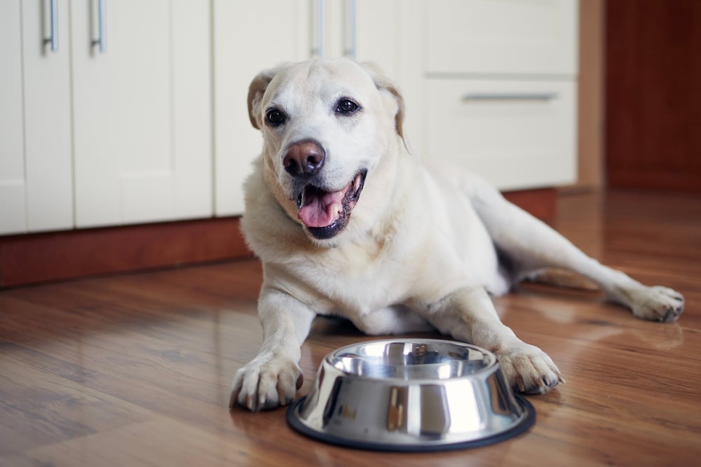 A ração e as vitaminas para cachorro idoso devem ser recomendadas pelo veterinário.