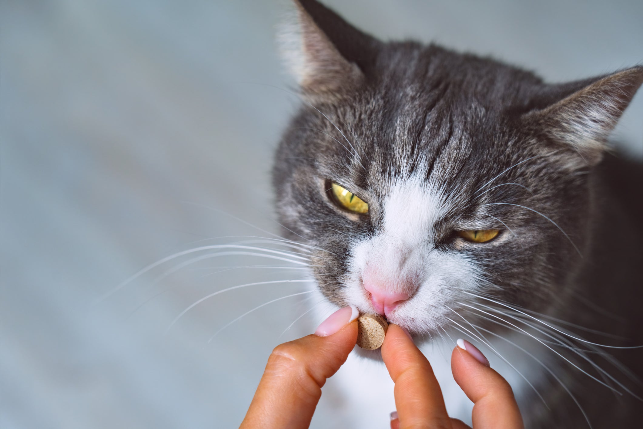 Vitamina para gato é necessária em situações bem específicas